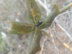 Lonicera implexa