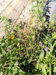 Hypochaeris radicata