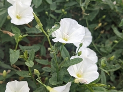 Convolvulus arvensis