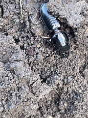 Scarites subterraneus