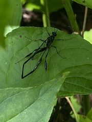 Pelecinus polyturator