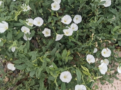 Convolvulus arvensis