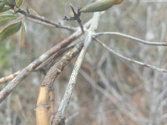 Lonicera implexa