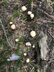 Cantharellus formosus