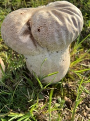 Calvatia cyathiformis