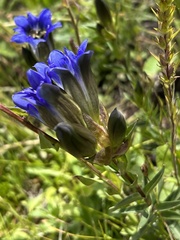 Gentiana