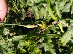 Hypochaeris radicata