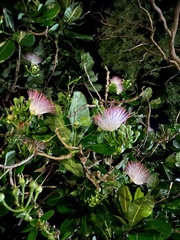 Barringtonia asiatica