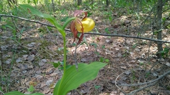 Cypripedium calceolus