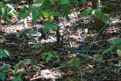 Coluber constrictor