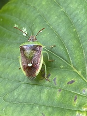 Banasa dimidiata