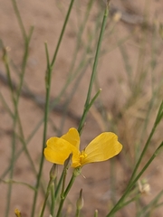 Linum puberulum