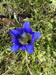 Gentiana
