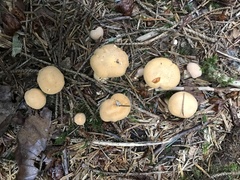 Cantharellus formosus