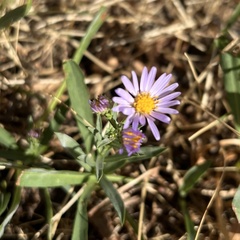 Symphyotrichum chilense