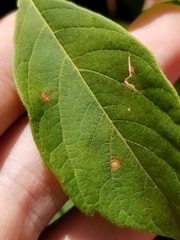Cercospora negundinis