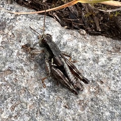 Melanoplus montanus