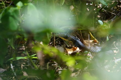 Coluber constrictor