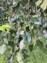 Betula nigra