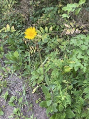 Lactuca serriola
