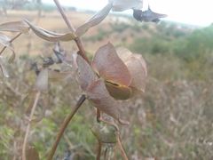 Lonicera implexa