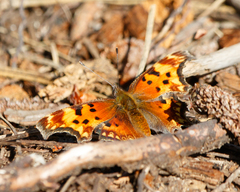 Polygonia gracilis