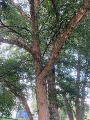 Betula nigra