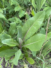 Lactuca serriola