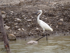 Egretta rufescens