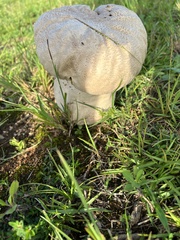 Calvatia cyathiformis