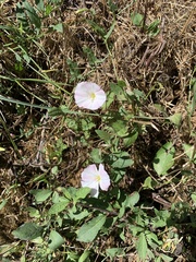 Convolvulus arvensis