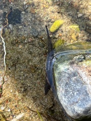 Stratiomyomorpha
