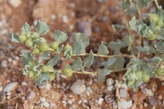 Atriplex holocarpa