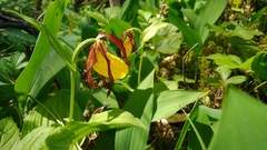 Cypripedium calceolus