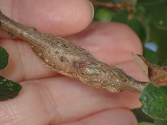 Andricus chrysolepidicola