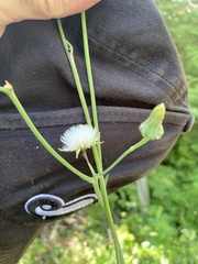 Lactuca serriola