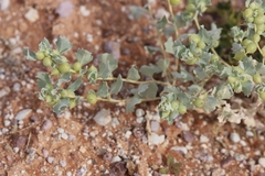 Atriplex holocarpa