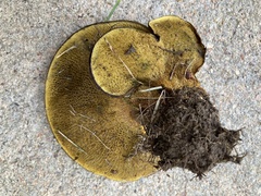Boletinellus merulioides
