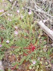 Erodium cicutarium