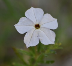 Calibrachoa pygmaea