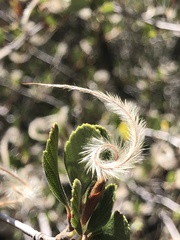 Cercocarpus betuloides