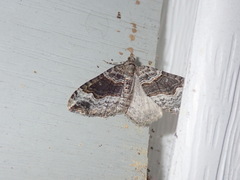 Xanthorhoe
