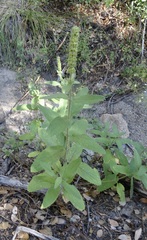 Stachys rigida