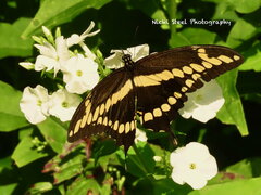 Heraclides cresphontes