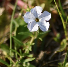 Calibrachoa pygmaea