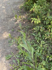 Lactuca serriola