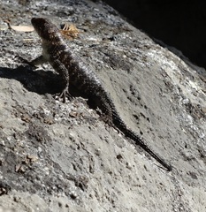 Sceloporus orcutti