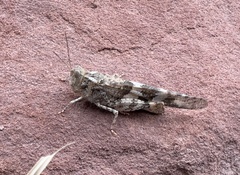 Trimerotropis pallidipennis