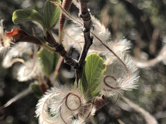 Cercocarpus betuloides