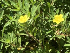 Ludwigia peploides